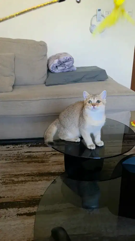 Kitten BSH British Shorthair Golden