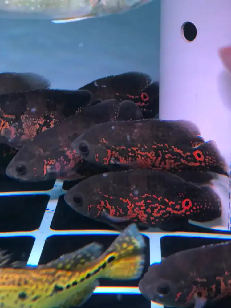 Ikan Oscar batik
