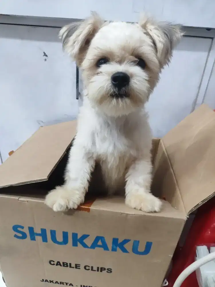 Anjing shihzu mix pom