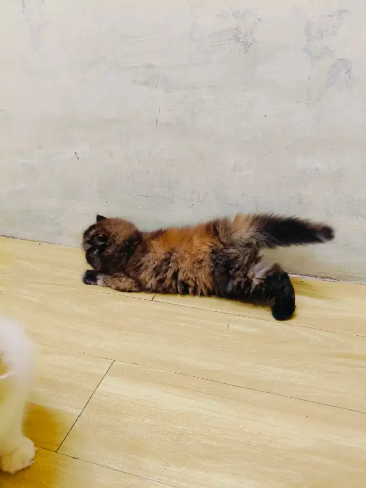 Kitten tortie longhair