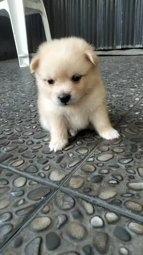 Anakan pom jantan ganteng n gemoy