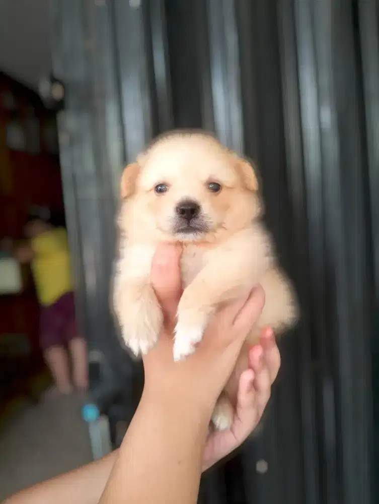 Puppy Pom Jantan
