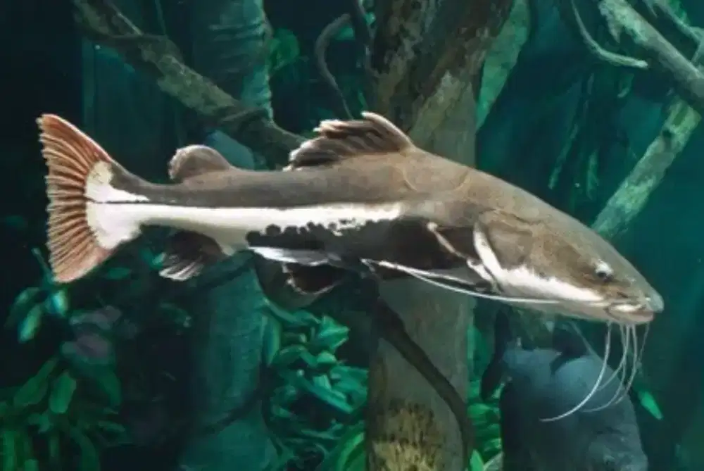 Red Tail CatFish