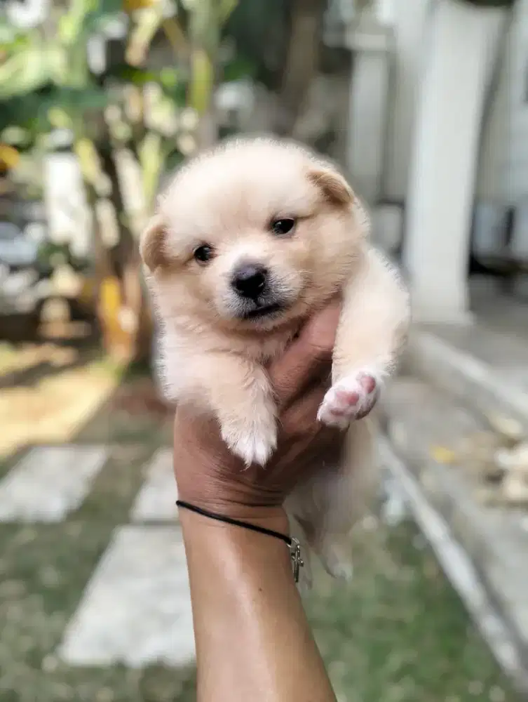 Puppy Pom Jantan gemoy
