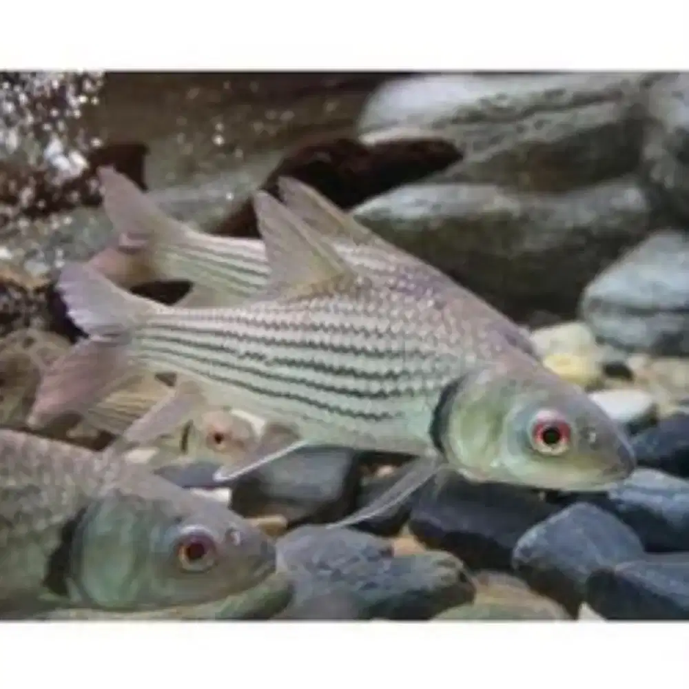 Juleni barb/ikan mas Thailand