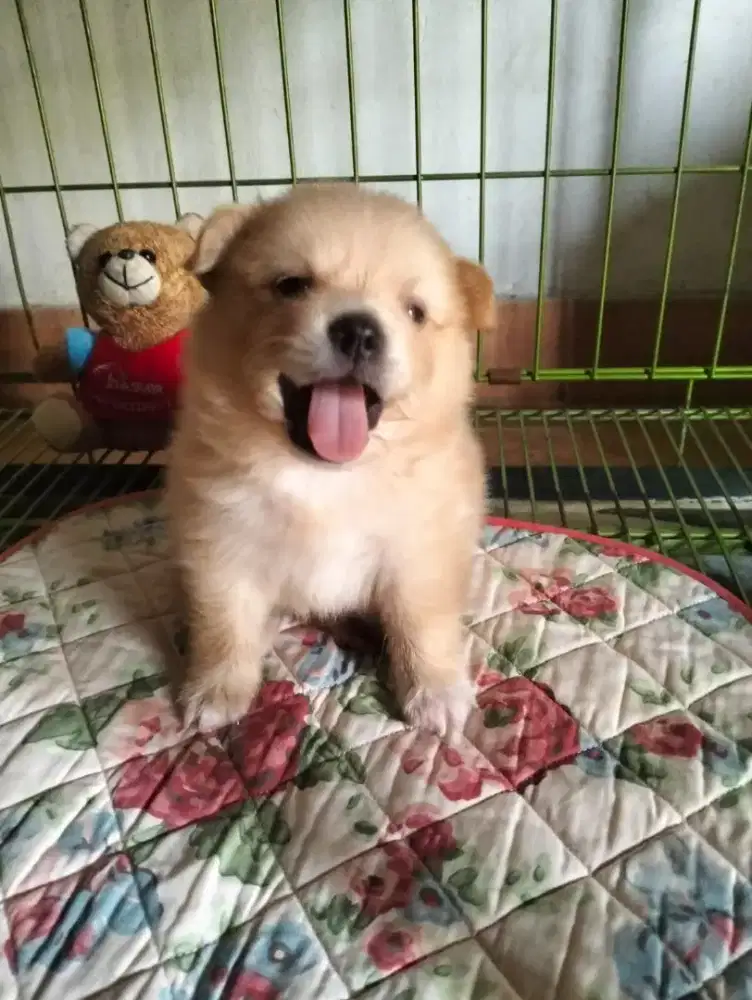 Puppy Pom jantan gemoy
