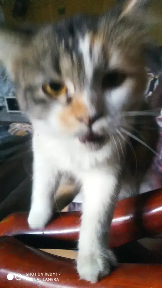 Calico 5 bulanan gembul