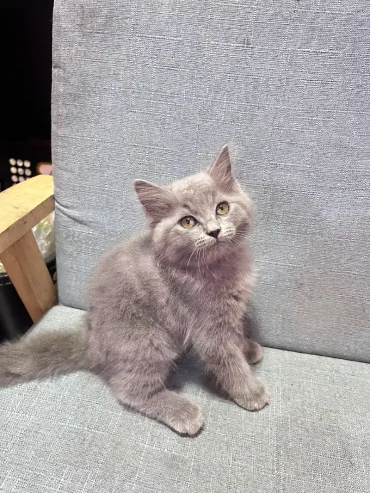 kucing kitten anakan anggora persia hiamalaya ragdoll munchkin british