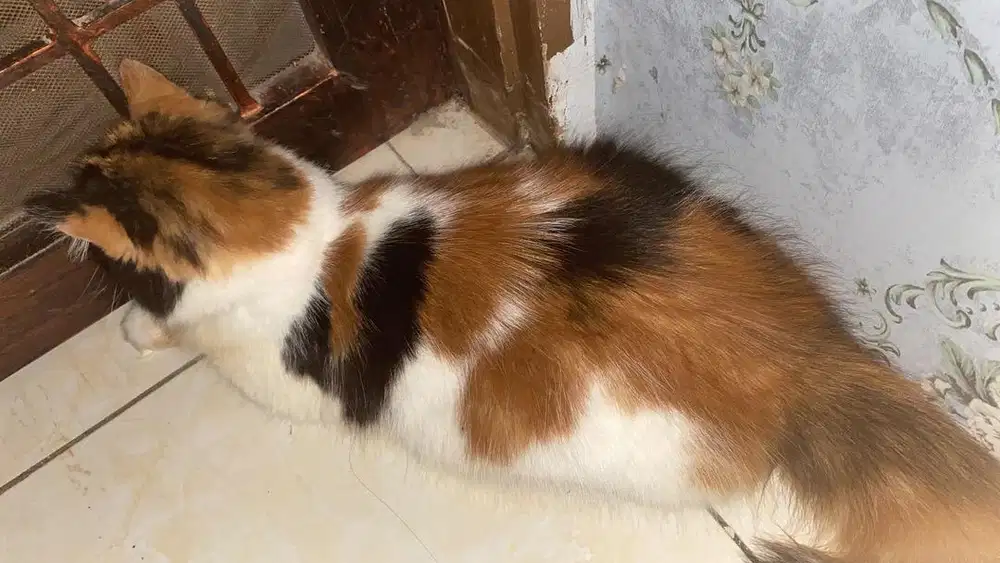 Kucing persia himalaya