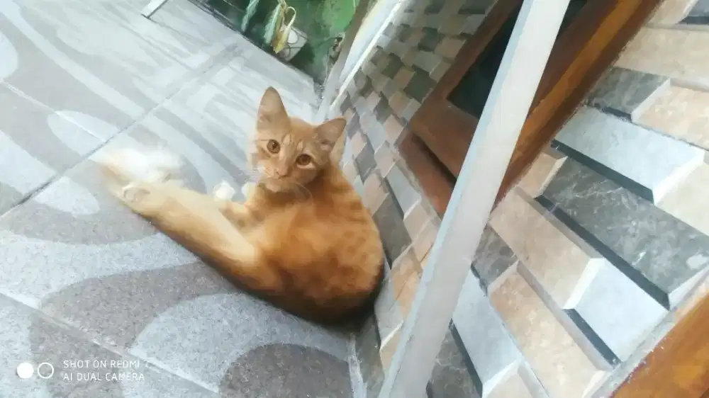Oyen jantan 1tahun up bigbone long