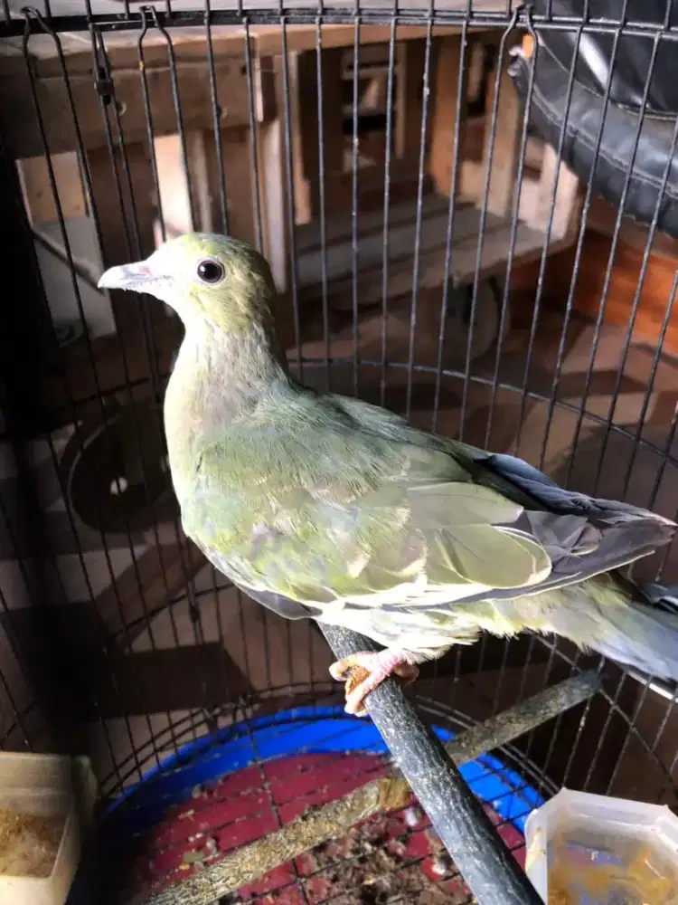 Burung puter alas ngevoer dari anak an tunggal
