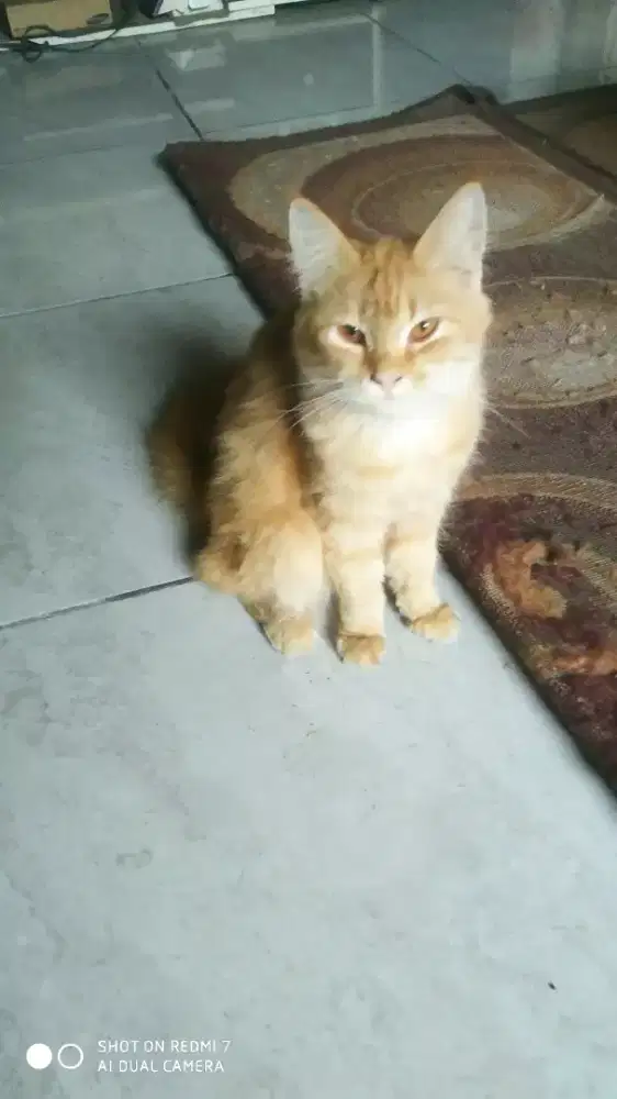 Oyen betina 8bulan up