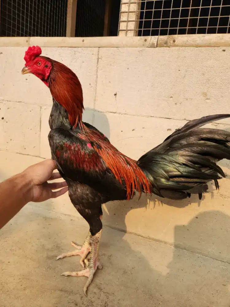 Ayam bangkok bk pakoy super tehnik gulung pukul keras bervideo