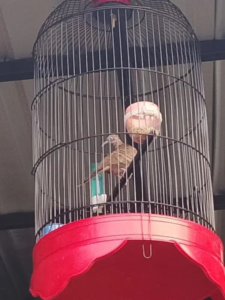 Di jual 120.000  Sangkar burung bonus burung perkutut.