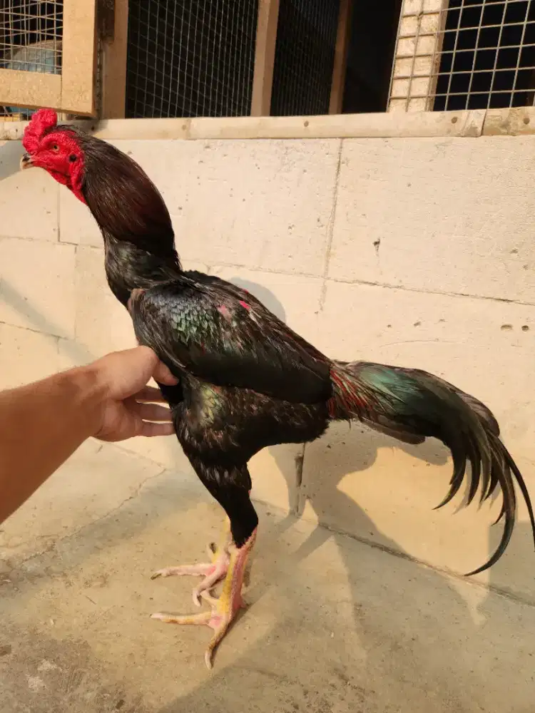 Ayam bk koytrad super pukul drumban bervideo