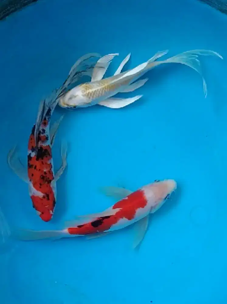 Koi kumpay paket 3pcs 21 22cm