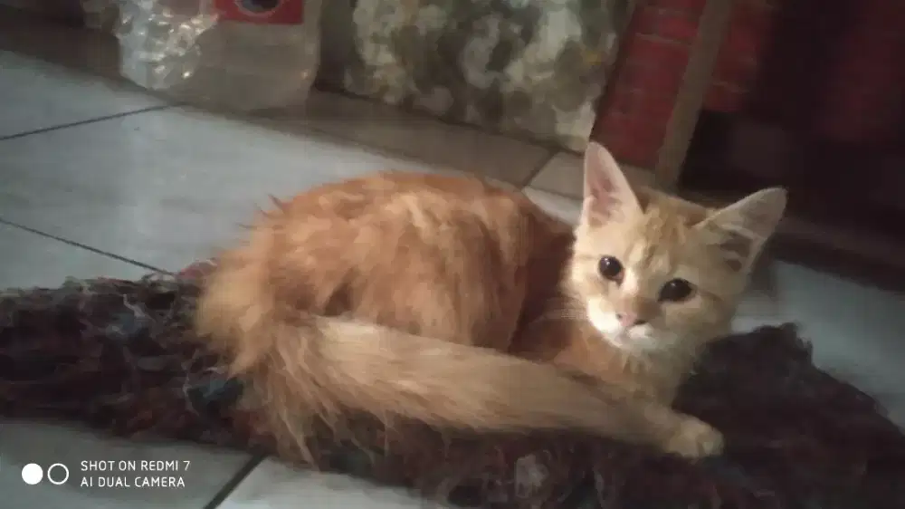 Kucing janta oyen 5bulanan