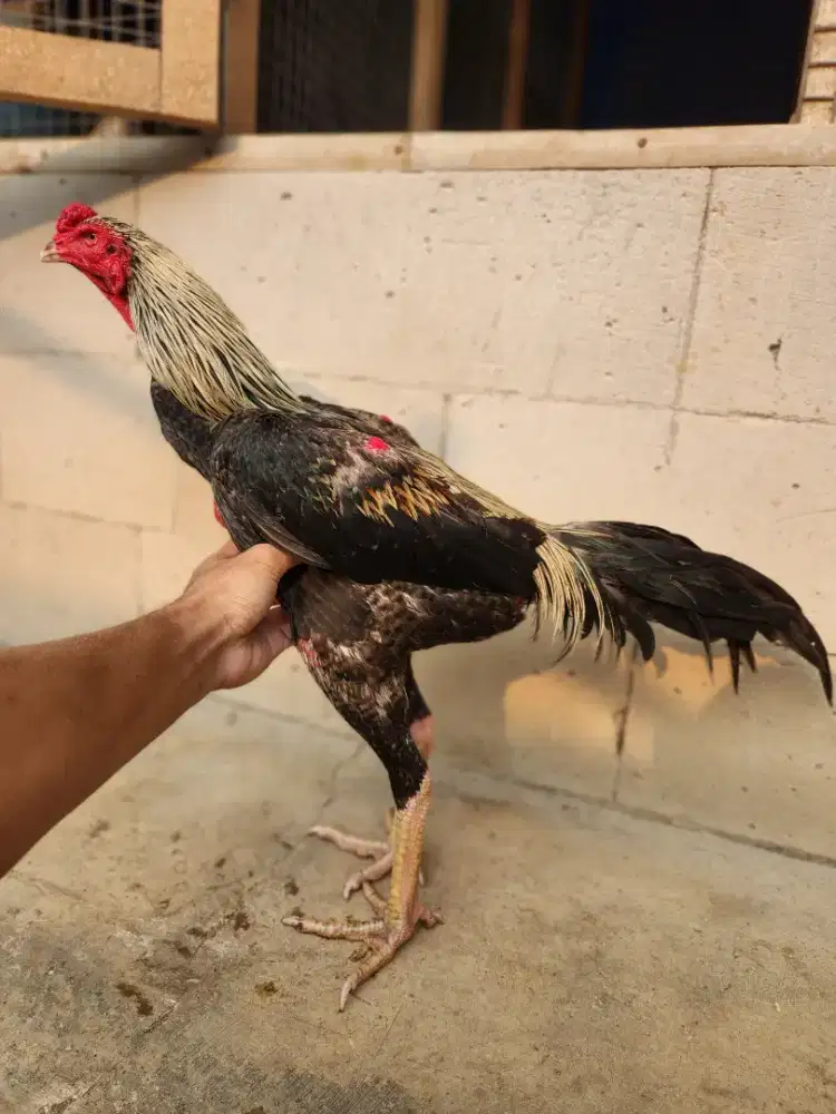 Ayam bangkok koytrad super pukul drumband bervideo istimewa