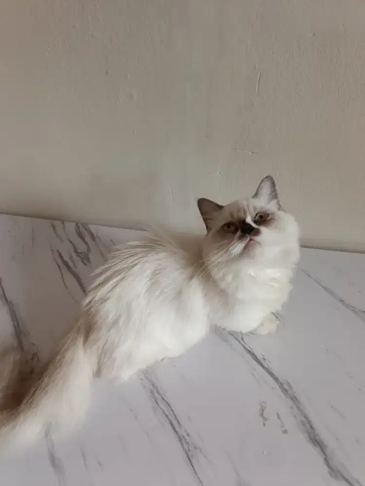 Kitten Munchkin Radgol ( kaki super pendek)