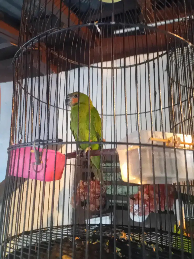 Lovebird sumatra jantan