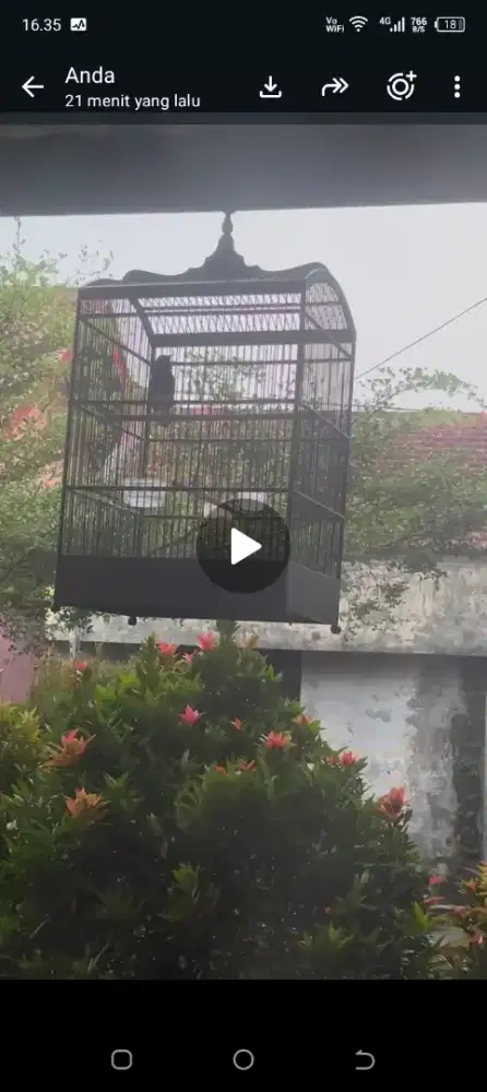 Burung kacer fullset rajin bunyi Jabar