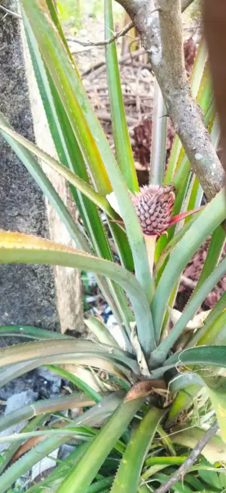 Bibit pohon nanas lokal
