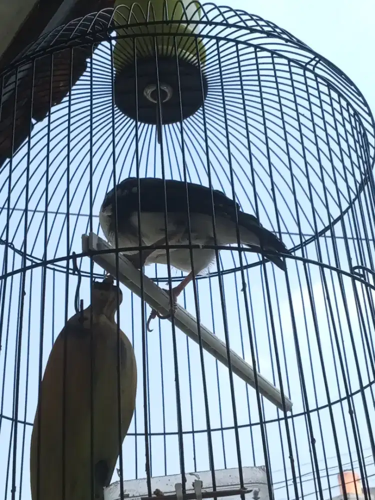 Jual aja ni burung jalak suren burja