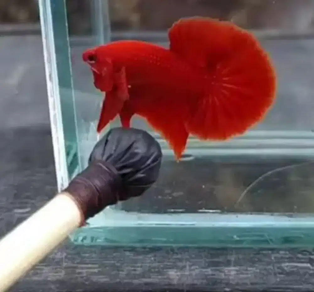 Ikan Cupang Super Red Hmpk