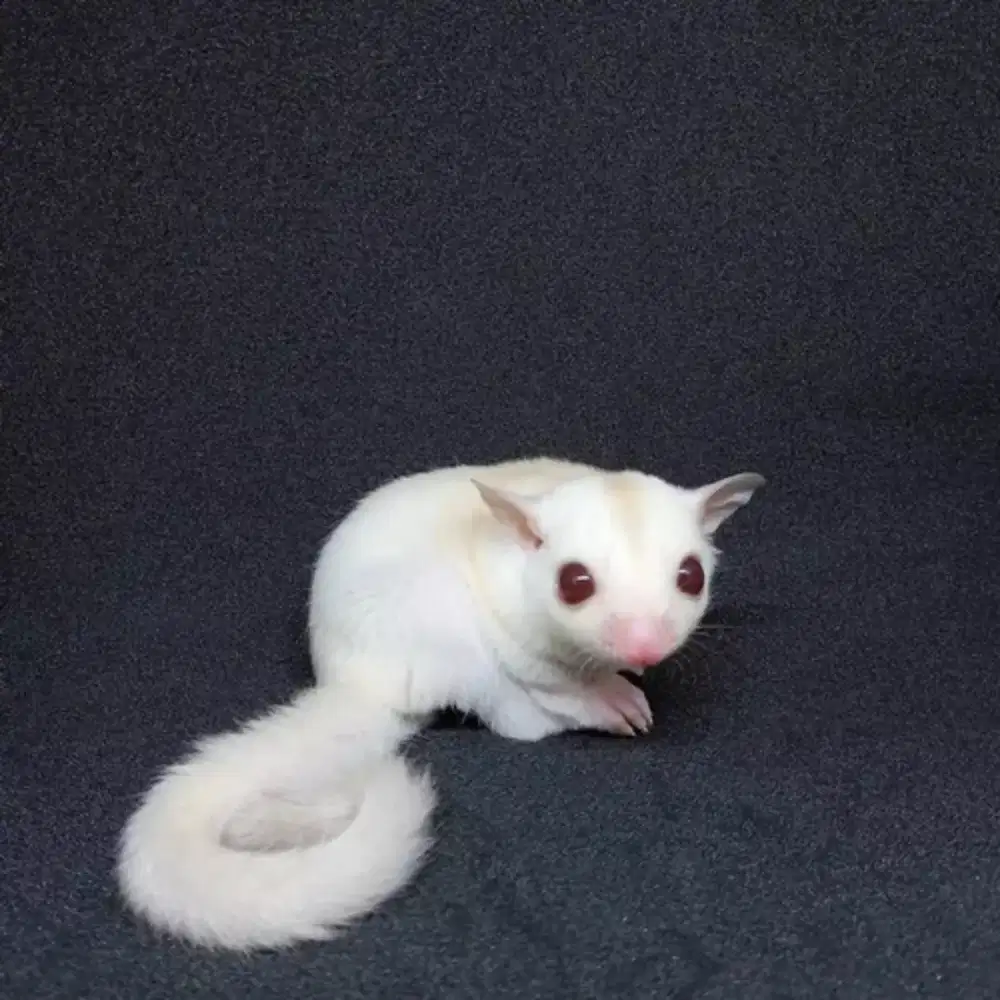 Sugar glider raja murah