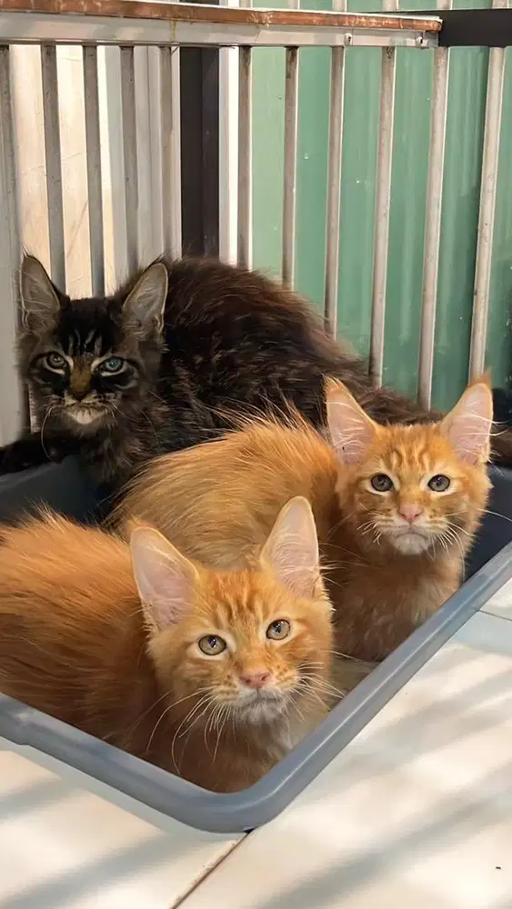 Kitten mainecoon