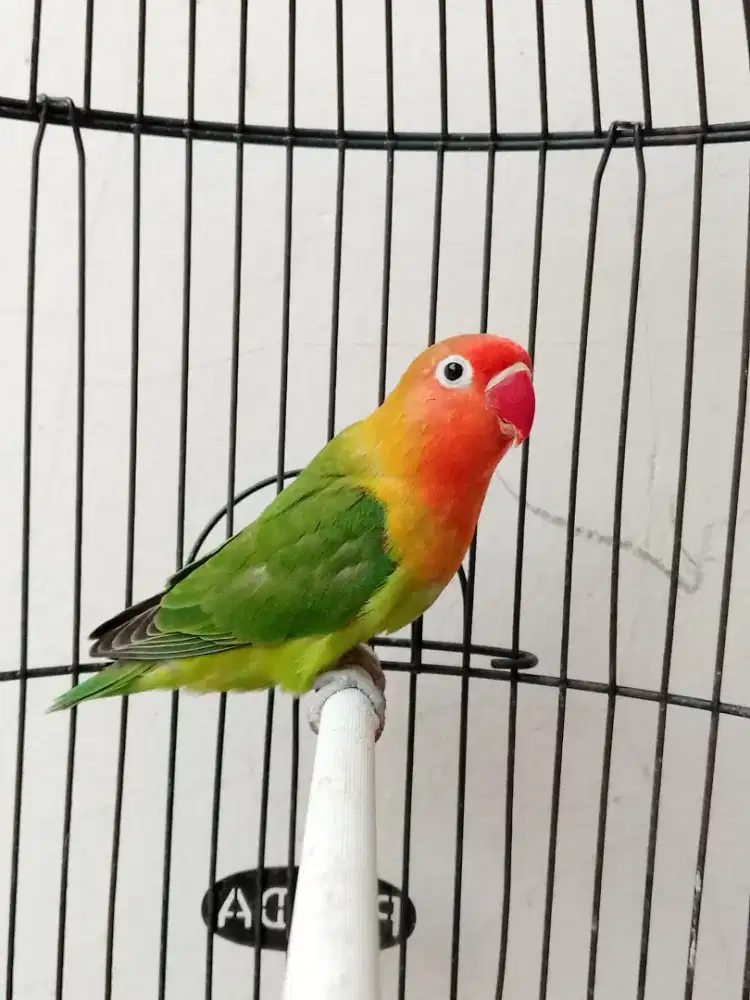 Burung lovebird jantan kepala merah
