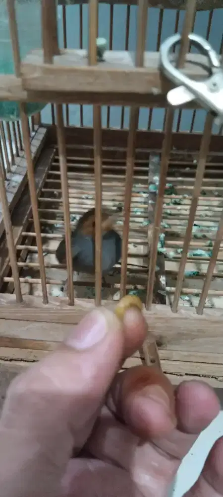Di jual burung prenjak atas jangan dan betina + kandang