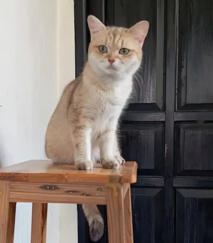 BRITISH SHORTHAIR/BSH GOLDEN