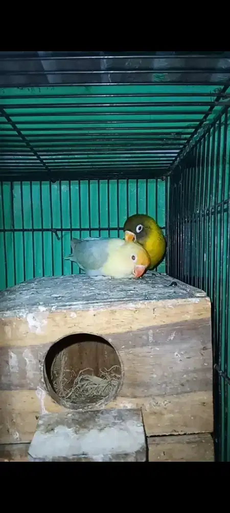 Lovebird yellow face/bio//dun x biola pb vio dun fallow//yf
