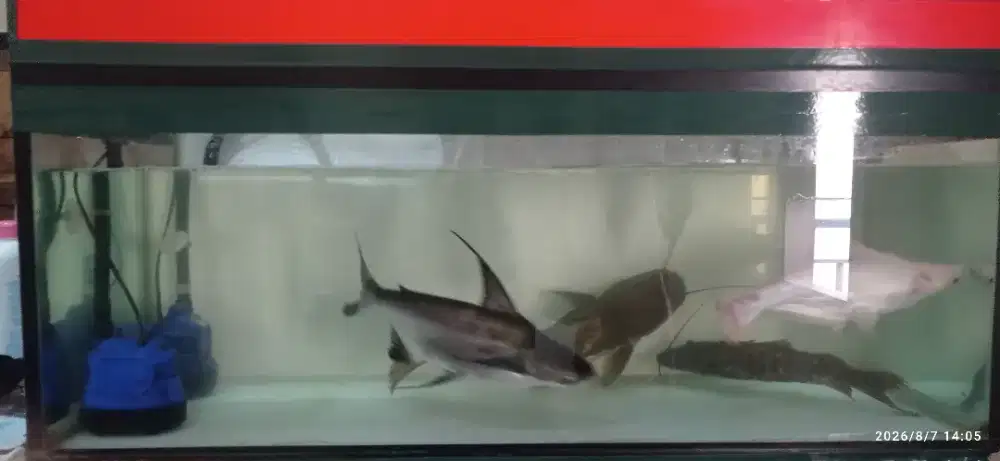 Aquarium ukuran 6 mili