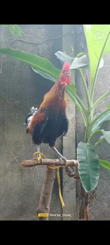 Ayam ketawa disco