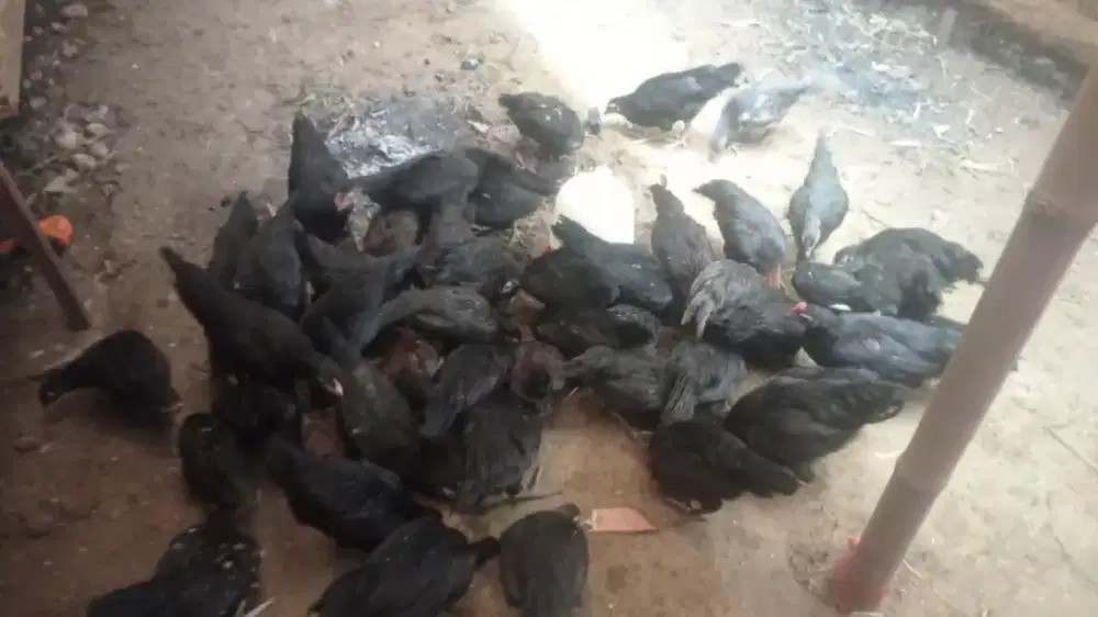 Jual bibit ayam elba petelor
