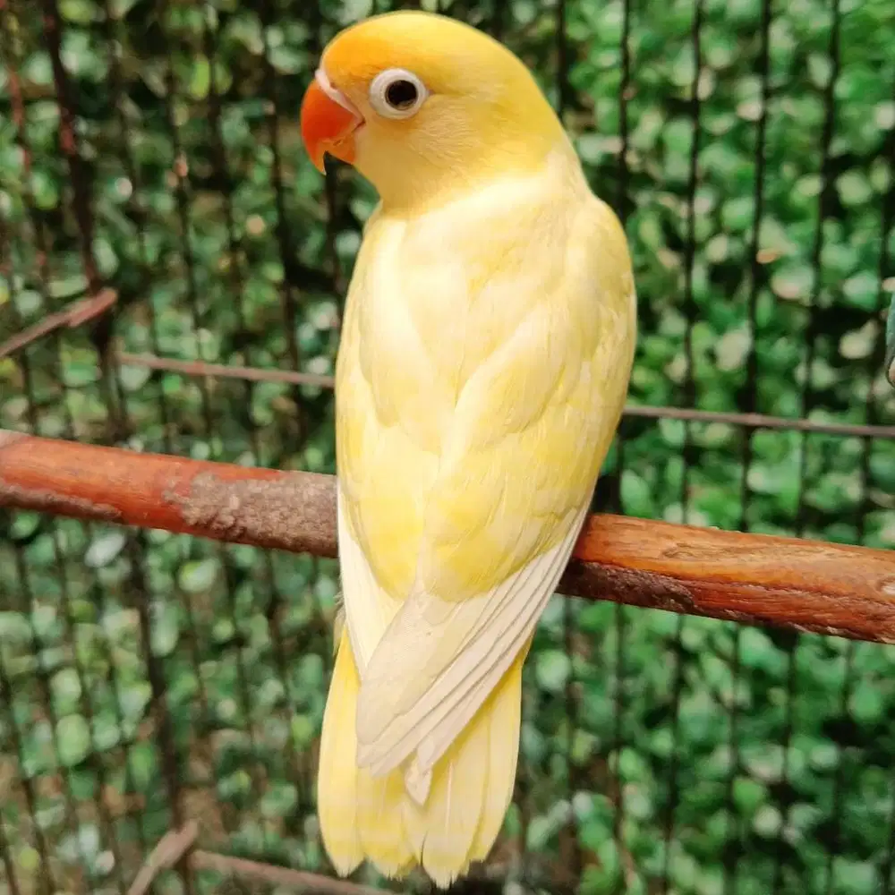 Burung lovebird love bird lakbet berbagai jenis stok terbatas