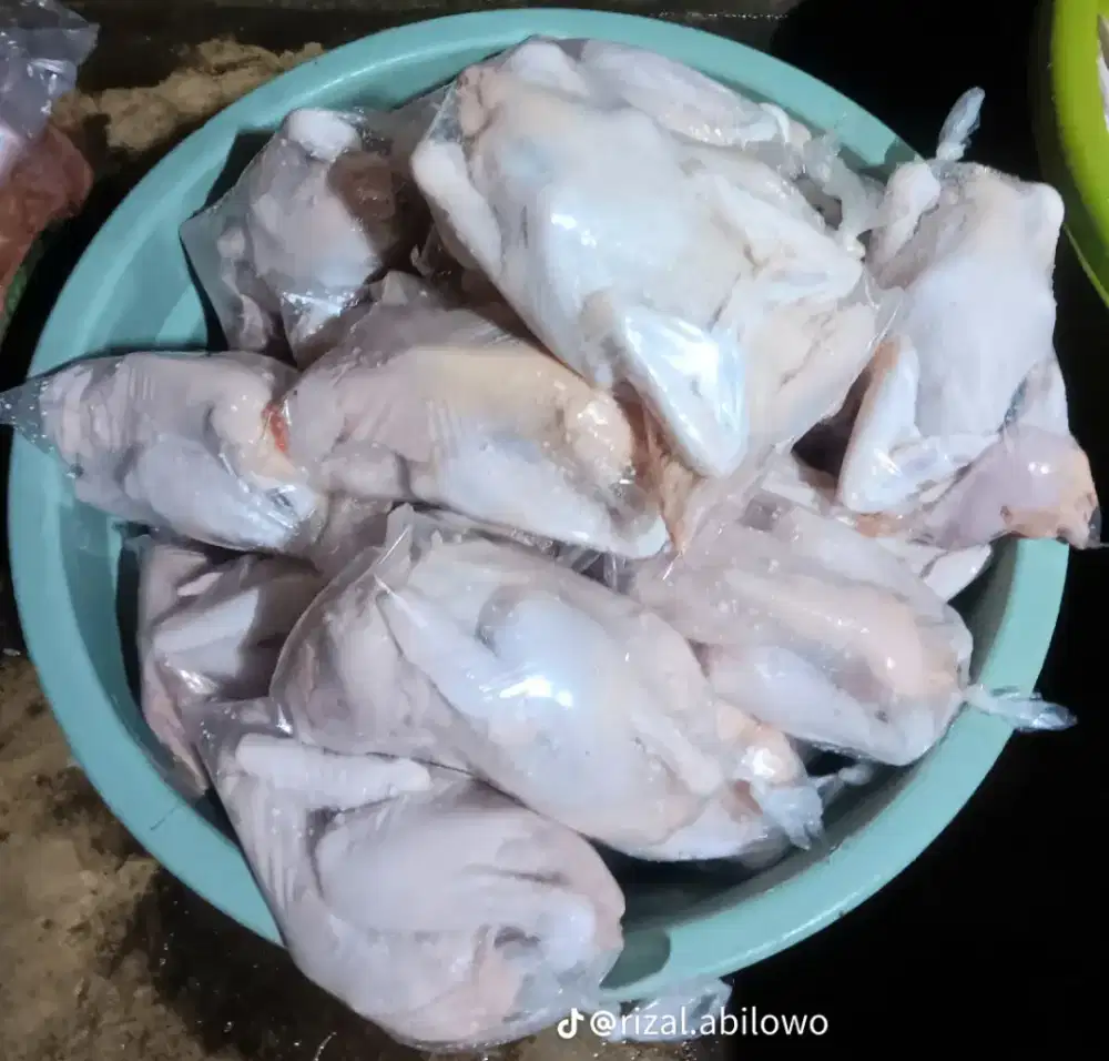 Ayam kampung pejantan