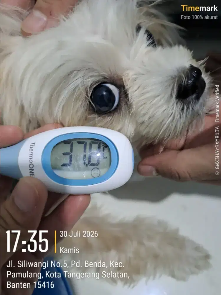 Dijual anjing jantan 3 tahun