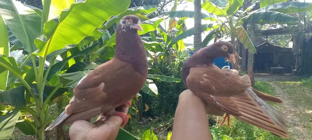 Merpati tomprang dan kolong meja