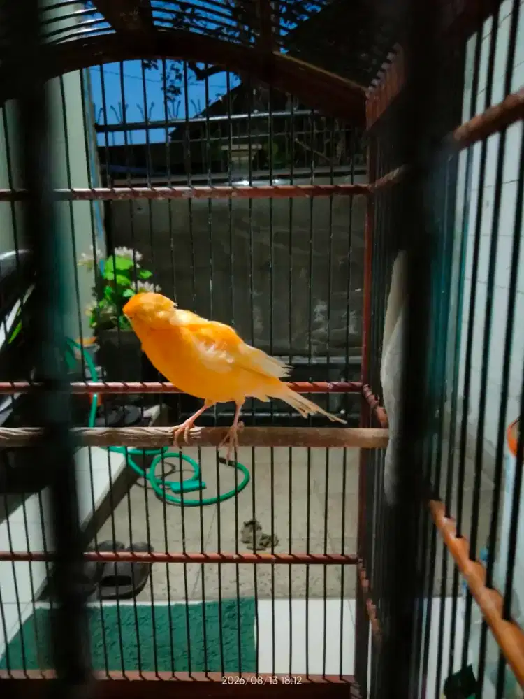 Bismillah jual kenari betina burja
