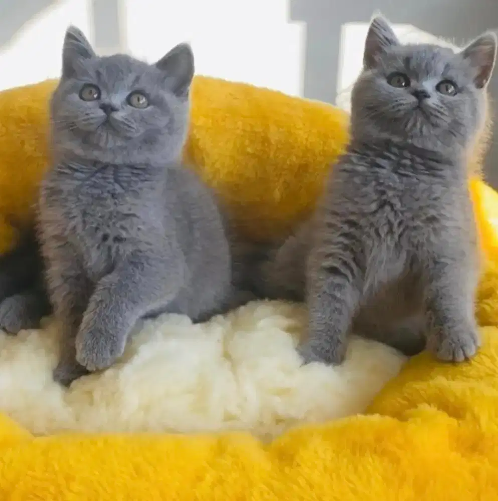 kitten bsh anakan import