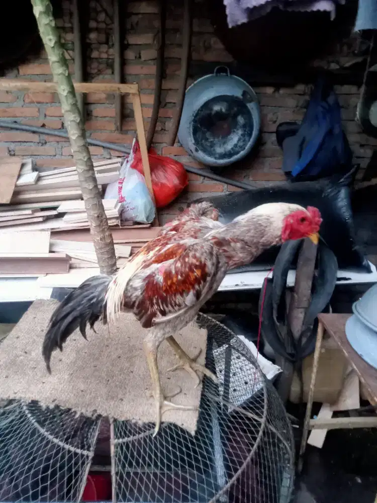 Ayam Siam klabu Lincir