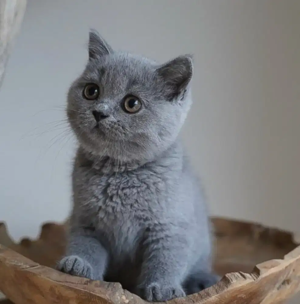 kitten british short hair parent ped ica