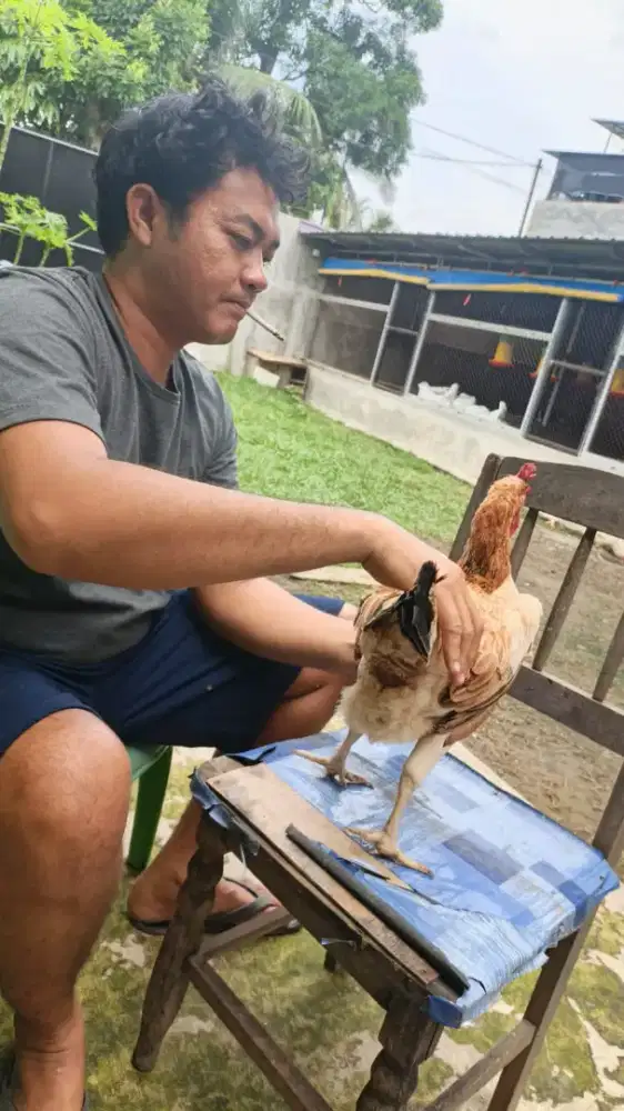Induk Ayam umur 8 bulan