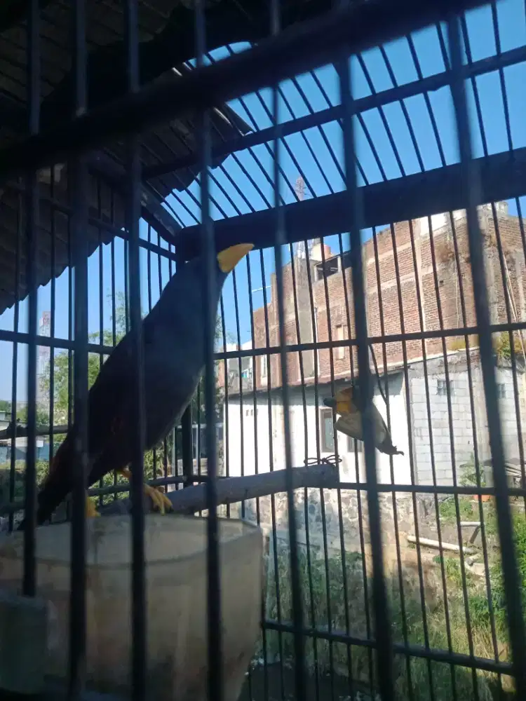 burung jalak rio,,.