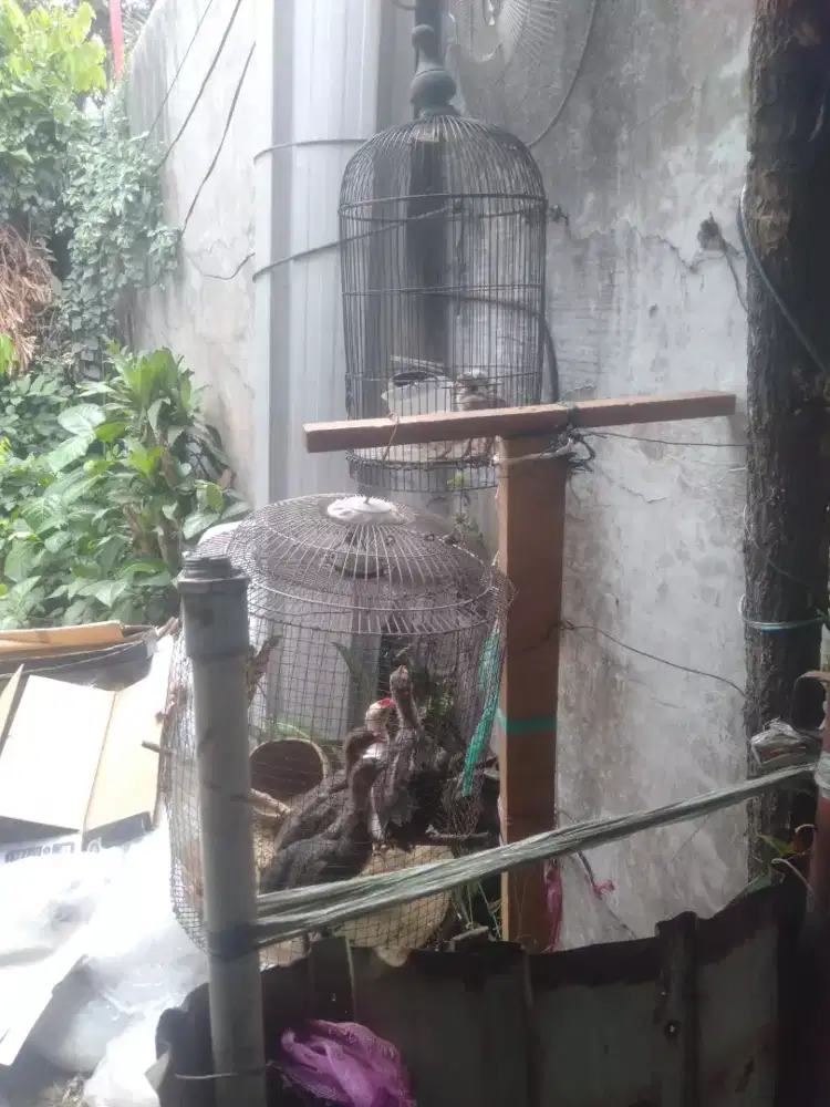 Anakan ayam ketawa durasi