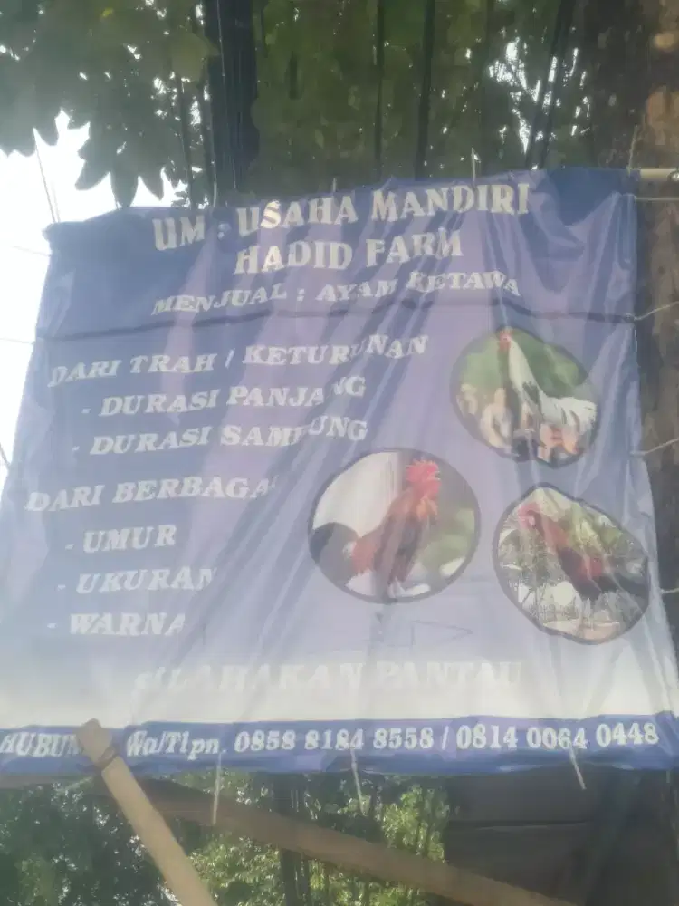 Anakan ayam ketawa durasi