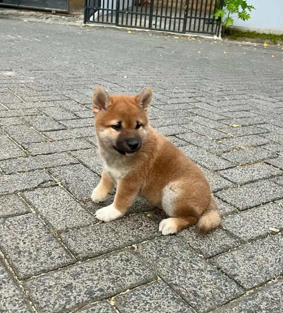 Shiba jantan special one